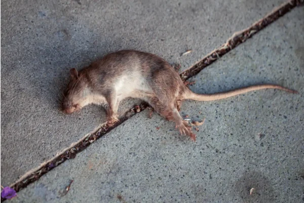 rat killing