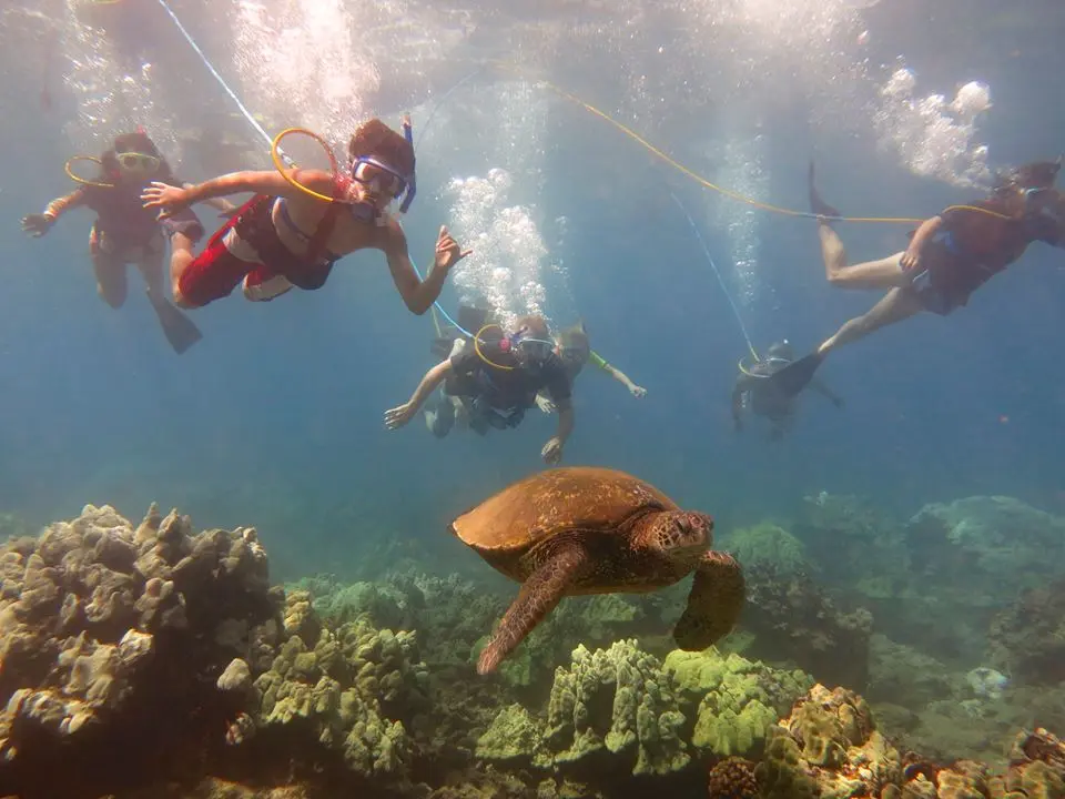 group of people snuba with sea turtle